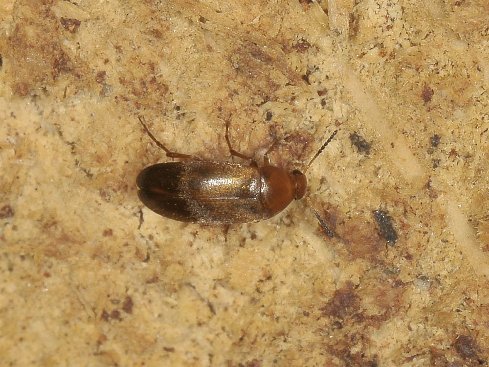 Anaspis sp.